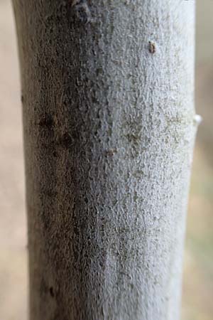 Salix cinerea \ Grau-Weide, Asch-Weide / Grey Willow, D Neuleiningen 13.3.2020