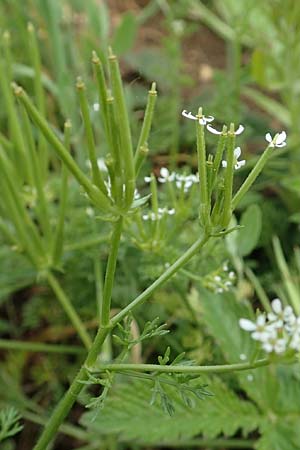 Scandix pecten-veneris / Shepherd's Needle, D Neuleiningen 25.5.2020