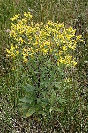 Senecio hercynicus \ Hain-Greiskraut, Harz-Greiskraut / Mountain Woundwort, D Hunsrück, Börfink 18.7.2020