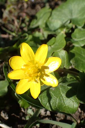 Ranunculus ficaria \ Scharbockskraut / Lesser Celandine, D Ludwigshafen 24.3.2021