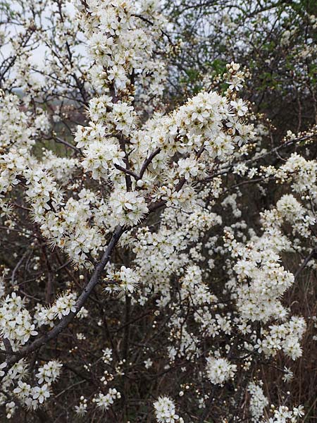 Prunus spinosa \ Schlehe, Schwarzdorn / Sloe, Blackthorn, D Rheinhessen, Flonheim 2.4.2021