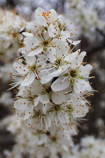 Prunus spinosa / Sloe, Blackthorn, D Rheinhessen, Flonheim 2.4.2021