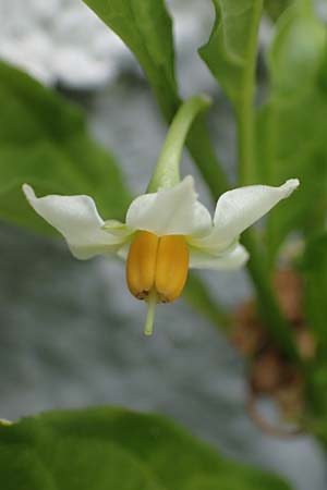 Solanum pseudocapsicum \ Korallen-Bumchen, Korallen-Kirsche, D Mutterstadt 17.8.2021