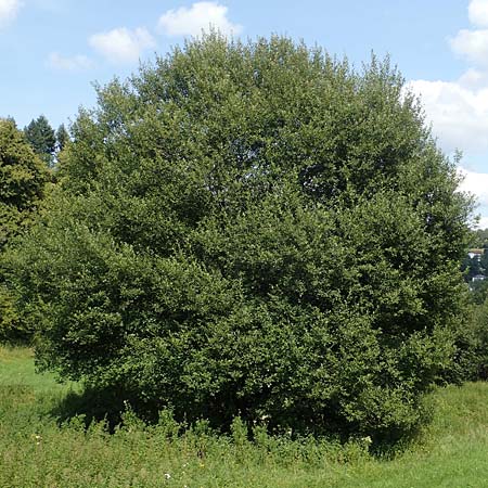 Salix caprea \ Sal-Weide, D Wald-Michelbach 21.8.2021