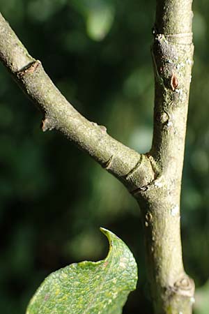 Salix caprea \ Sal-Weide, D Wald-Michelbach 21.8.2021