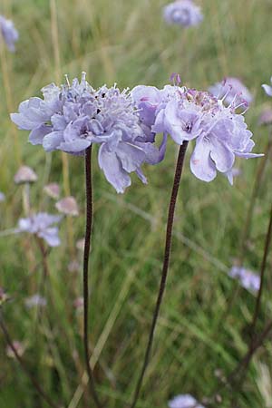 Scabiosa canescens \ Graue Skabiose, Duft-Skabiose / Fragrant Scabious, D Asselh 26.8.2021