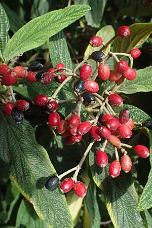 Viburnum rhytidophyllum \ Runzelblttriger Schneeball / Wrinkled Viburnum, D Pfalz, Speyer 26.8.2023