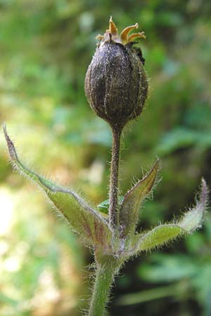 Silene dioica \ Rote Lichtnelke, D Beuron 26.7.2015