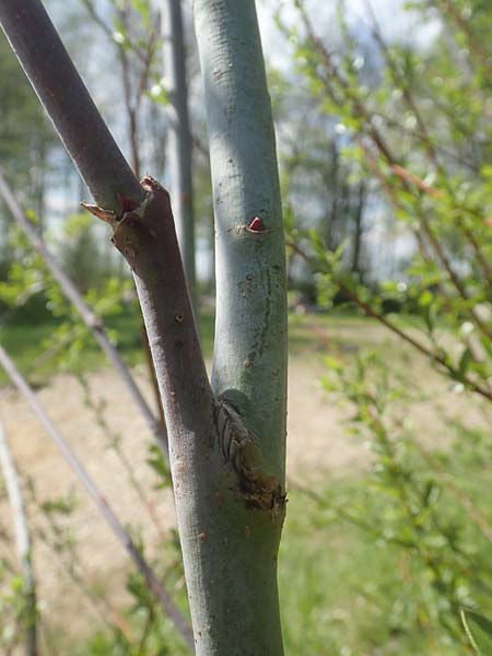 Salix daphnoides / European Violet Willow, D Leutkirch 7.5.2016