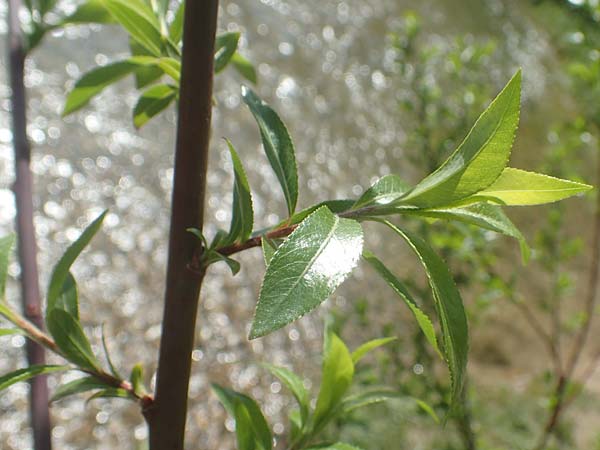 Salix daphnoides / European Violet Willow, D Leutkirch 7.5.2016