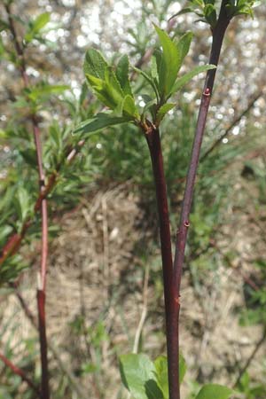 Salix daphnoides \ Reif-Weide / European Violet Willow, D Leutkirch 7.5.2016