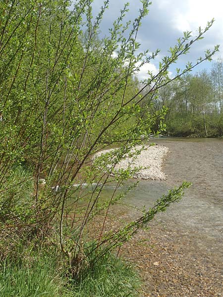 Salix daphnoides \ Reif-Weide / European Violet Willow, D Leutkirch 7.5.2016