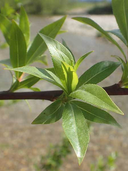 Salix daphnoides \ Reif-Weide / European Violet Willow, D Leutkirch 7.5.2016