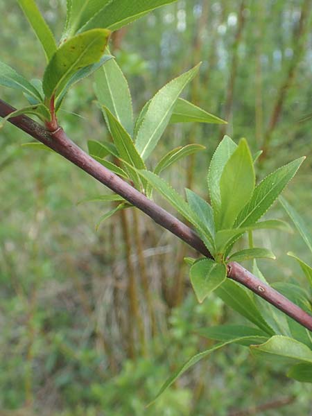 Salix daphnoides \ Reif-Weide / European Violet Willow, D Leutkirch 7.5.2016