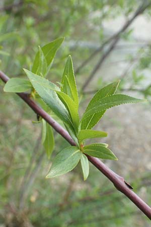 Salix daphnoides \ Reif-Weide / European Violet Willow, D Leutkirch 7.5.2016