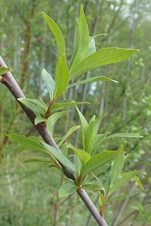 Salix daphnoides / European Violet Willow, D Leutkirch 7.5.2016