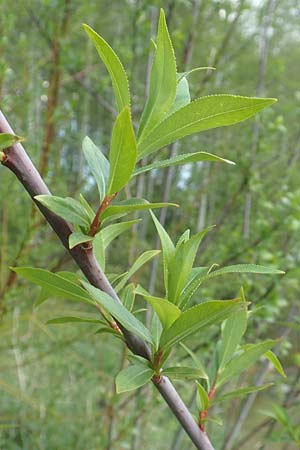 Salix daphnoides \ Reif-Weide / European Violet Willow, D Leutkirch 7.5.2016