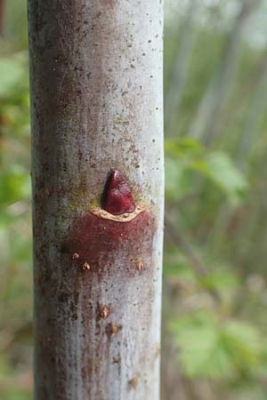 Salix daphnoides \ Reif-Weide / European Violet Willow, D Leutkirch 7.5.2016