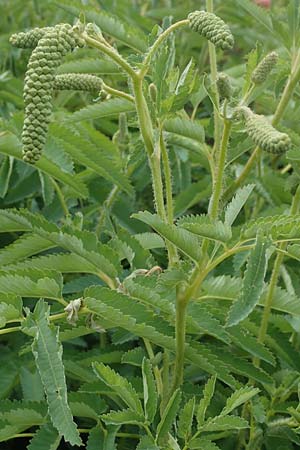 Sanguisorba dodecandra \ Bergamasker Wiesenknopf / Italian Burnet, D Botan. Gar.  Universit.  Tübingen 17.6.2017