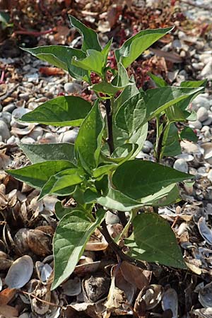 Solanum dulcamara / Bittersweet, D Mannheim 11.10.2018