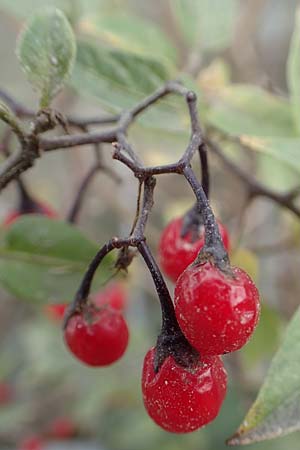 Solanum dulcamara \ Bitterser Nachtschatten / Bittersweet, D Mannheim 11.10.2019