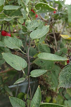 Solanum dulcamara \ Bitterser Nachtschatten / Bittersweet, D Mannheim 11.10.2019