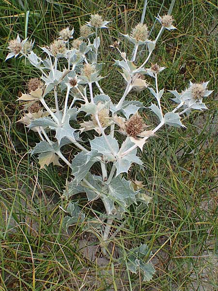 Eryngium maritimum \ Stranddistel / Sea Holly, D Hohwacht 13.9.2021