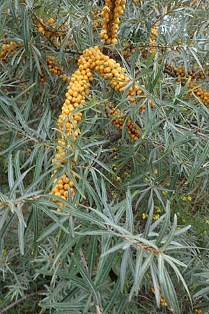 Hippophae rhamnoides \ Sanddorn, D Heiligenhafen 17.9.2021