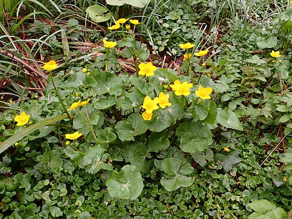 Caltha palustris \ Sumpf-Dotterblume / Marsh Marigold, D Bochum 16.4.2023