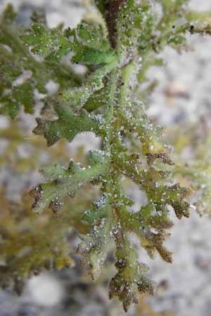 Senecio viscosus \ Klebriges Greiskraut / Sticky Groundsel, D Ludwigshafen 8.7.2015