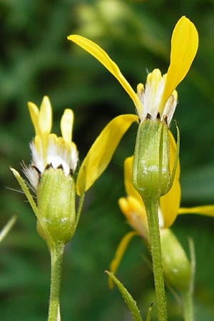 Senecio hercynicus x ovatus \ Greiskraut-Hybride, D Schwarzwald, Hornisgrinde 5.8.2015