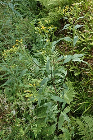 Senecio hercynicus x ovatus \ Greiskraut-Hybride, D Schwarzwald, Hornisgrinde 5.8.2015