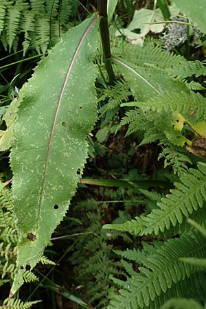 Senecio hercynicus x ovatus \ Greiskraut-Hybride, D Schwarzwald, Hornisgrinde 5.8.2015