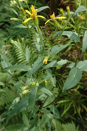 Senecio hercynicus x ovatus \ Greiskraut-Hybride, D Schwarzwald, Hornisgrinde 5.8.2015