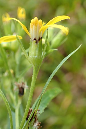 Senecio hercynicus x ovatus \ Greiskraut-Hybride, D Schwarzwald, Hornisgrinde 5.8.2015