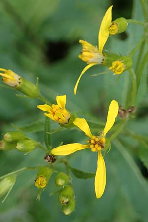 Senecio hercynicus x ovatus \ Greiskraut-Hybride, D Schwarzwald, Hornisgrinde 5.8.2015