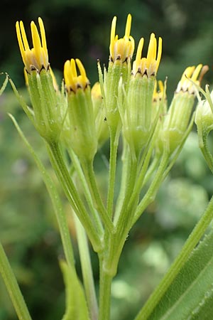 Senecio hercynicus x ovatus \ Greiskraut-Hybride, D Schwarzwald, Hornisgrinde 5.8.2015