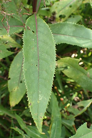 Senecio hercynicus x ovatus \ Greiskraut-Hybride, D Schwarzwald, Hornisgrinde 5.8.2015