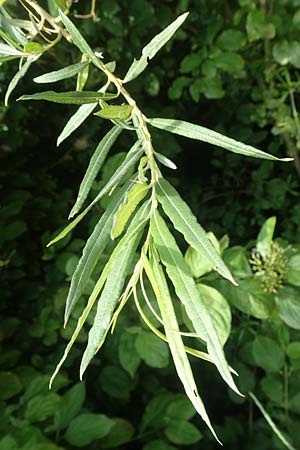 Salix elaeagnos / Olive Willow, D Günzburg 28.6.2016