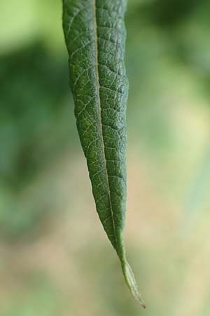 Salix elaeagnos \ Lavendel-Weide / Olive Willow, D Günzburg 28.6.2016