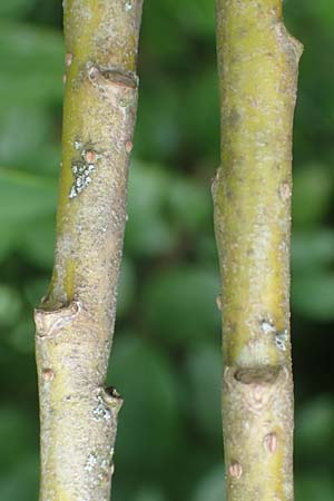 Salix elaeagnos / Olive Willow, D Günzburg 28.6.2016