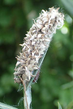 Salix elaeagnos / Olive Willow, D Günzburg 28.6.2016