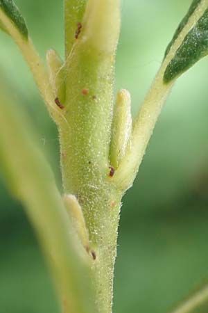 Salix elaeagnos / Olive Willow, D Günzburg 28.6.2016