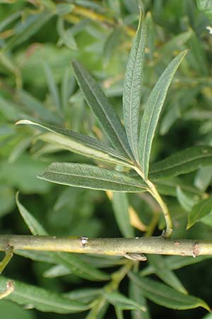 Salix elaeagnos \ Lavendel-Weide / Olive Willow, D Günzburg 28.6.2016