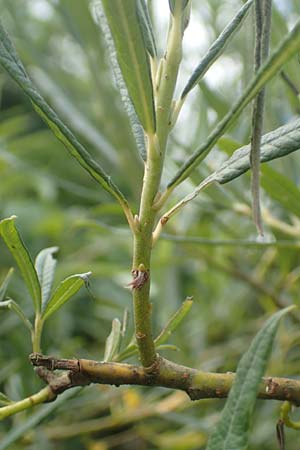 Salix elaeagnos \ Lavendel-Weide / Olive Willow, D Günzburg 28.6.2016