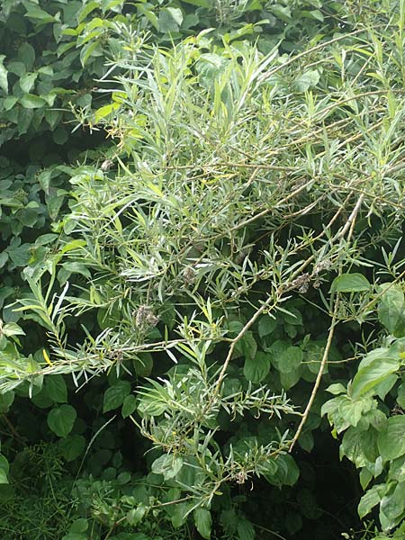 Salix elaeagnos / Olive Willow, D Günzburg 28.6.2016