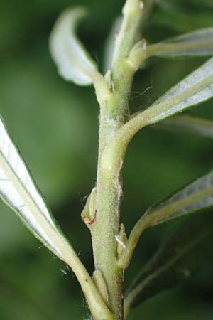 Salix elaeagnos / Olive Willow, D Günzburg 28.6.2016