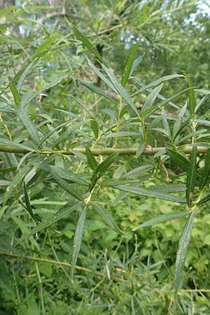 Salix elaeagnos \ Lavendel-Weide / Olive Willow, D Günzburg 28.6.2016