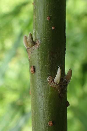 Salix elaeagnos / Olive Willow, D Günzburg 28.6.2016