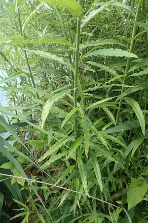 Salix elaeagnos \ Lavendel-Weide / Olive Willow, D Günzburg 28.6.2016